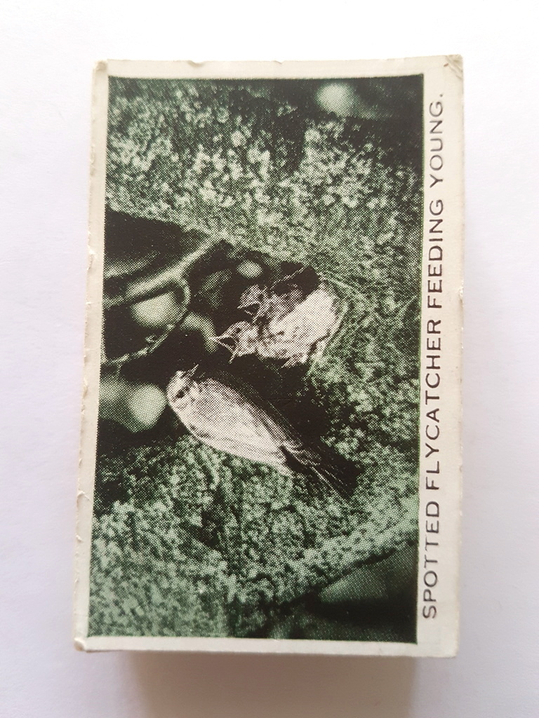 Photo of the front of these Wild Birds at Home ("Baldric") cigarette cards