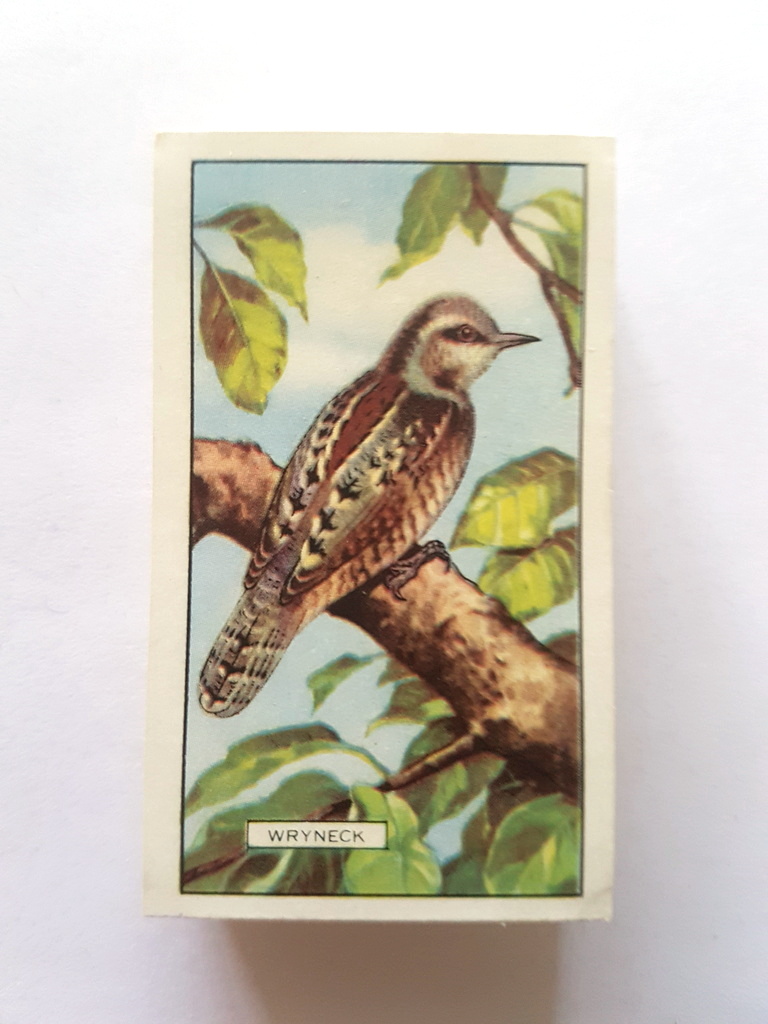 Photo of the front of these British Birds cigarette cards