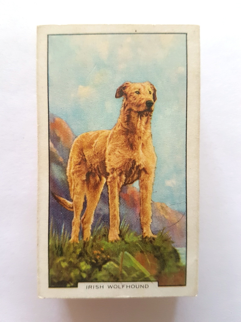 Photo of the front of these Dogs (2nd) cigarette cards