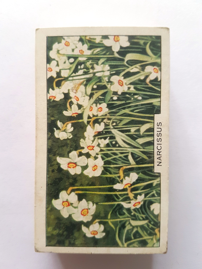 Photo of the front of these Garden Flowers cigarette cards