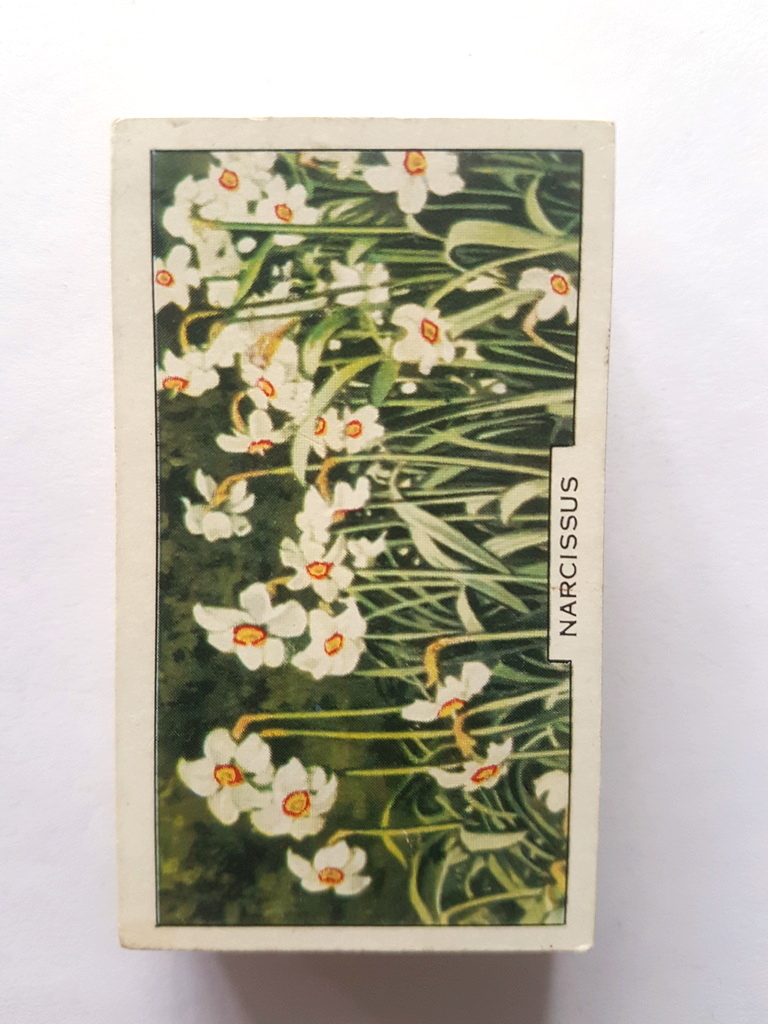 Photo of the front of these Garden Flowers cigarette cards