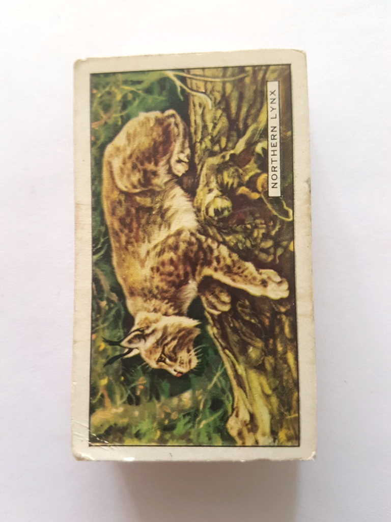 Photo of the front of these Wild Animals cigarette cards