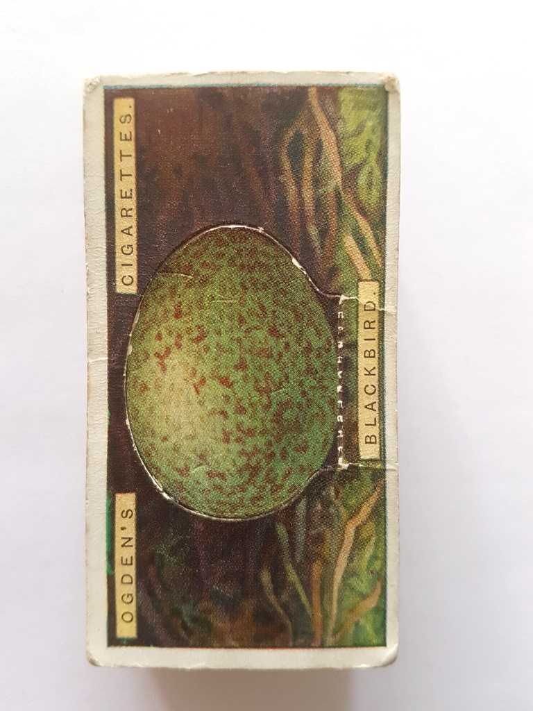 Photo of the front of these Bird's Eggs (cut-outs) cigarette cards