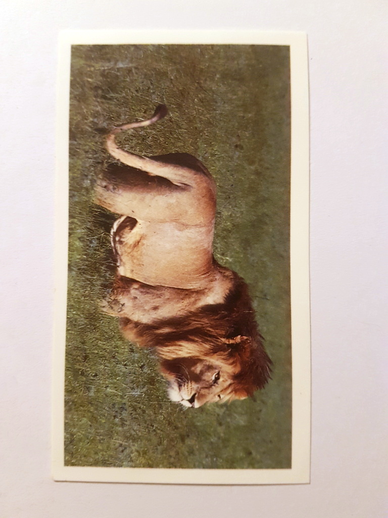 Photo of the front of these African Wildlife cigarette cards