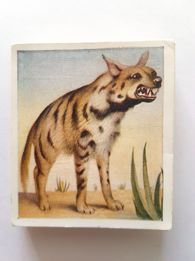 Photo of the front of these Animal Studies cigarette cards