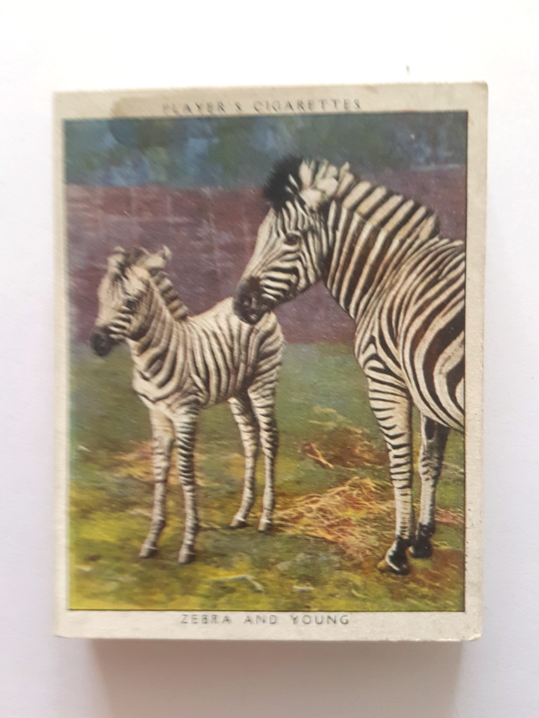 Photo of the front of these Zoo Babies cigarette cards