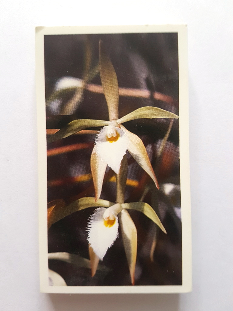 Photo of the front of these Disappearing Rainforest cigarette cards