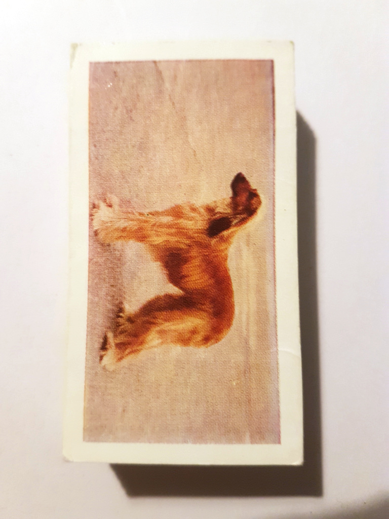 Photo of the front of these Dogs tea cards