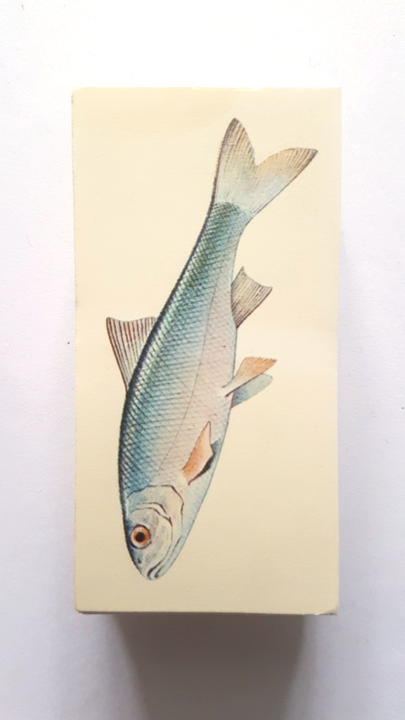 Photo of the front of these Sport Fish cigarette cards
