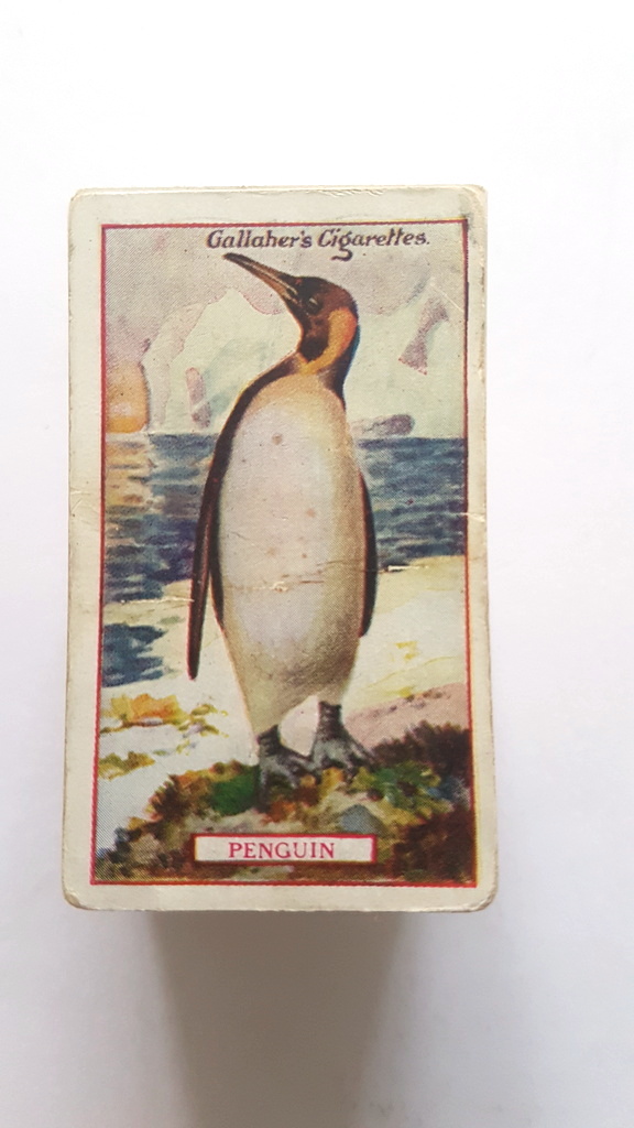 Photo of the front of these Animals & Birds of Commercial Value cigarette cards