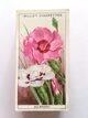 Photo of the front of the set of Garden Flowers (1933) cigarette cards