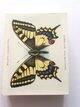 Photo of the front of the set of Butterflies & Moths cigarette cards