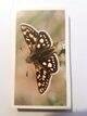 Photo of the front of the set of British Butterflies (Grandee) cigarette cards