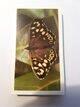 Photo of the front of the set of British Butterflies (Grandee) cigarette cards