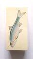 Photo of the front of the set of Sport Fish cigarette cards